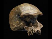 b_sapiens_or_hiedelbergensis_LH_18_skull_jddh_3qtr_l