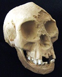 LB-1 Homo floresiensis