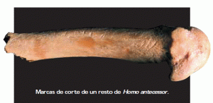 atapuerca canibalismo 2