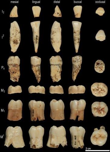 Homo antecessor teeth