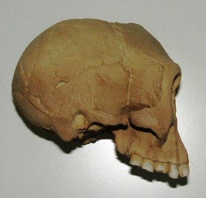 homo floresiensis cranium