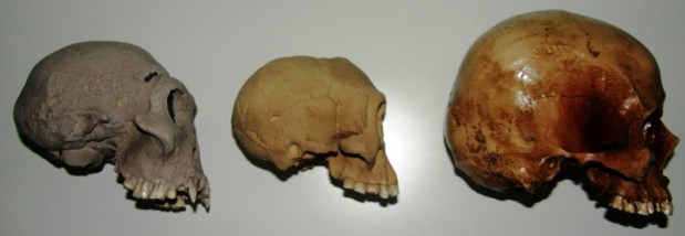 The real hobbit, Homo&nbsp;floresiensis