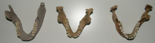 Homo erectus, floresiensis, sapiens