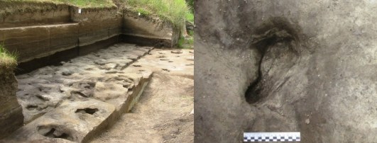 Huellas fósiles (y una de las posibles huellas humanas) de Schöningen 13 II-2 Untere Berme
