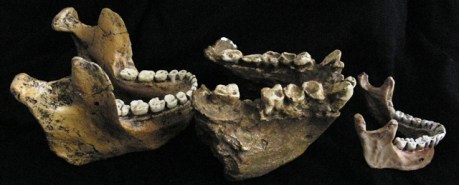 Comparación Nutcracker Man (Australopithecus boisei, izda) vs. Gigantophitecus blacki (centro) vs. Humano moderno (dcha)