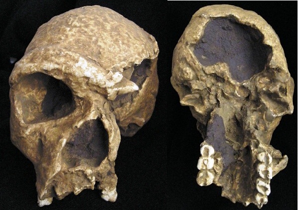 Meet the cranium of&nbsp;Steinheim