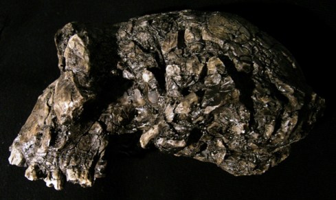 Toumai, Sahelanthropus tchadensis