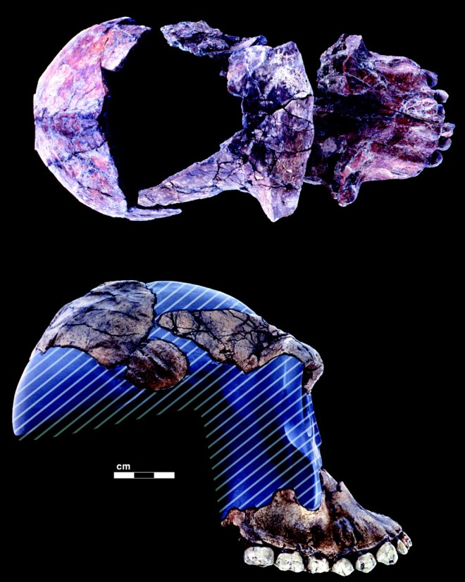 All the hominin type specimens Nutcracker Man