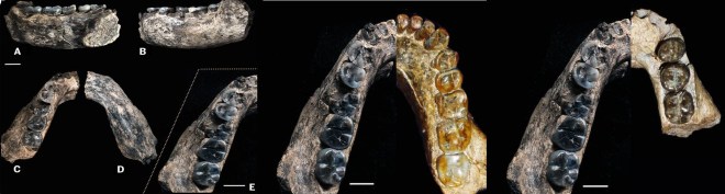 LD350-1 (I), LD350-1 vs. MLD18 (C), LD350-1 vs. WT8556 (R)