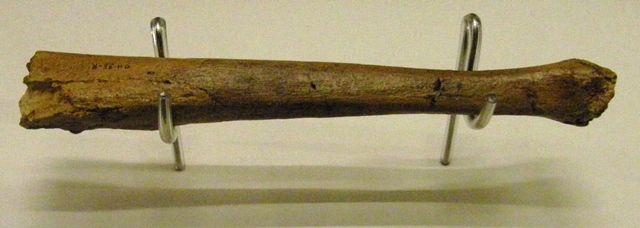 Tibia OH 35 Homo habilis