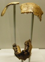 OH 7 Homo habilis