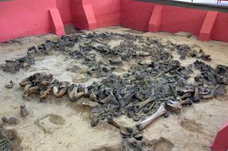 Estructuras con huesos de mamut. Museo Kostenki
