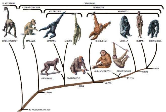 The evolutionary history of apes. Photo: The Rockefeller University.