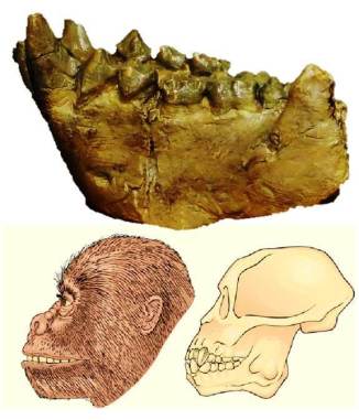 Arriba: mandíbula de Dryopithecus fontani (foto: Wikipedia). Abajo: ilustración artística (Saunders College Publishing).