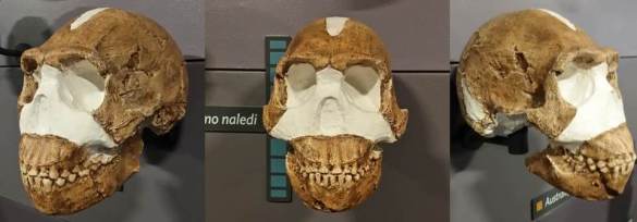 naledi