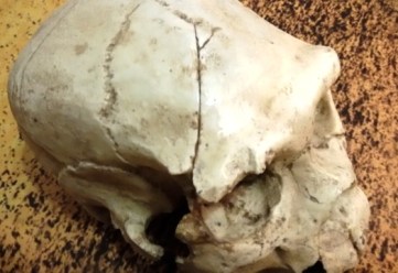 Evolución Humana. Cráneo 5 Sima de los Huesos