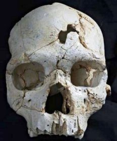 Cráneo 17 Sima de los Huesos, Atapuerca