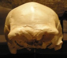 Cráneo 4 Sima de los Huesos, Atapuerca