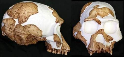 Stw 53 Homo gautengensis