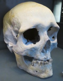 Cueva Estalactitas. Museo Altamira