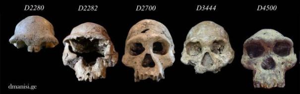 Dmanisi skulls
