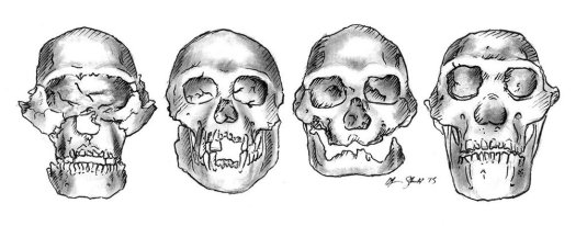 Dmanisi skulls sketch