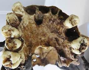 Homo antecessor dentición