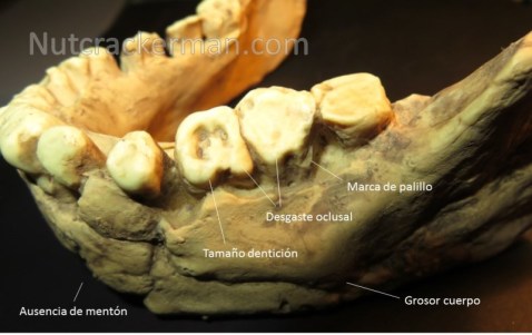 Mandíbula de Banyoles