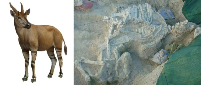 Jiráfido Batallones