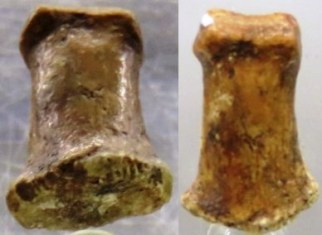 Cueva Victoria falange humana