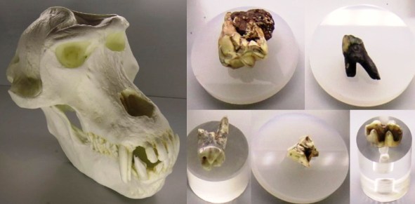 Cueva Victoria, Theropithecus