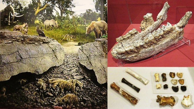 Cueva Victoria, fauna