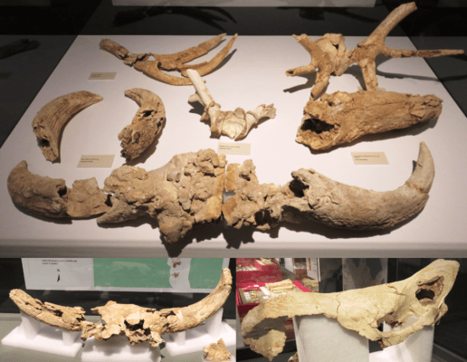 Restos de uro, bisonte, ciervo y rinoceronte. Cueva Des-Cubierta