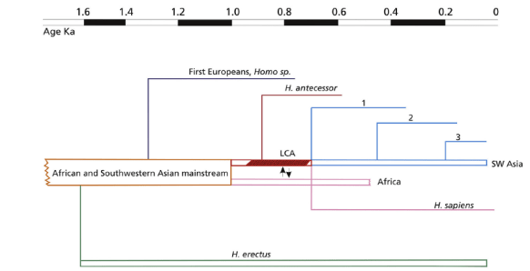 European evolutionary scenario