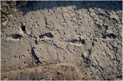 Laetoli footprints