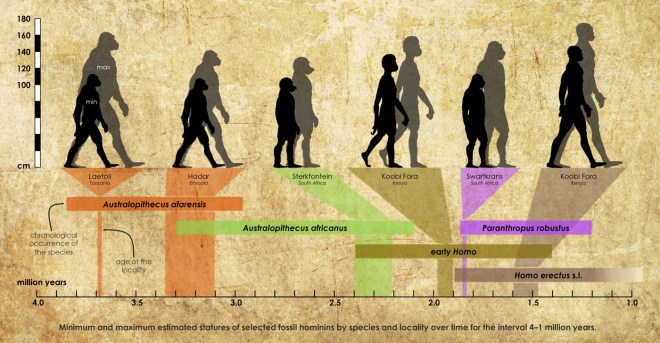 Tallest and smallest hominins