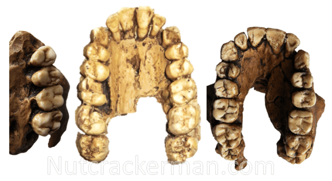 TM 1517, Stw 252, Sts 52