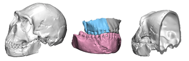 Modelo 3D cráneo Homo naledi
