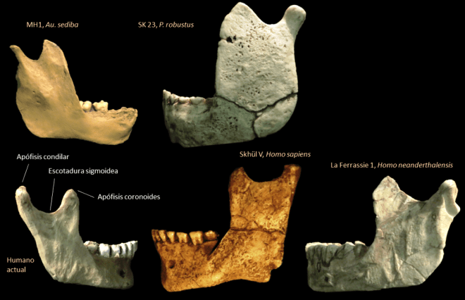 Rama mandibular de diferentes homininos