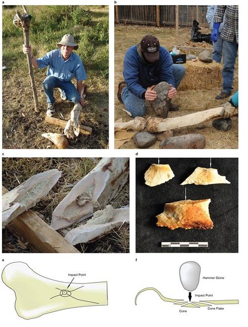 Cerutti Mastodon experimento