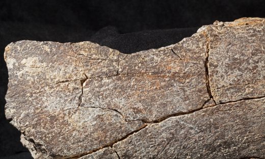 Mastodonte California