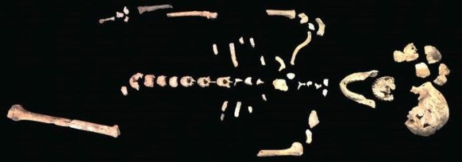 Homo naledi skeleton