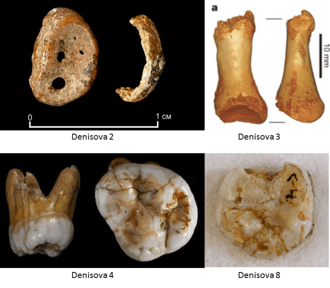 4 denisovanos