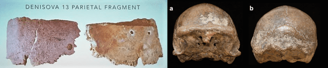 Denisova 13 vs Ngawi