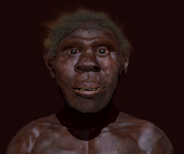 Paleoart John Bavaro. Turkana Boy