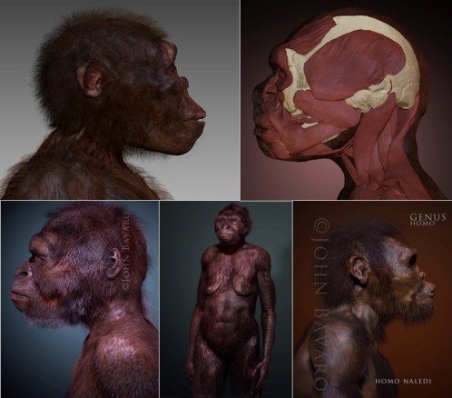 Paleoart John Bavaro. Homo naledi