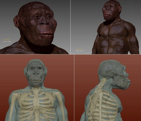 Paleoart John Bavaro. Homo naledi