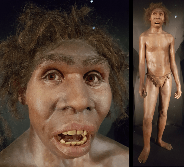 Los cuerpos estilizados de Homo erectus, no lo eran&nbsp;tanto