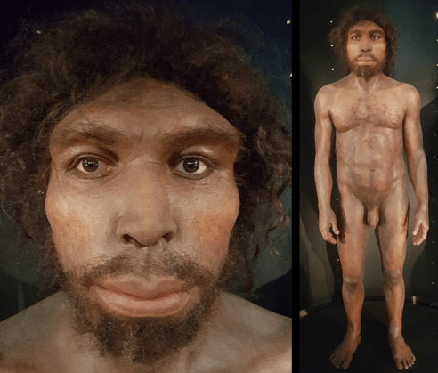 Homo rhodesiensis (MEH)