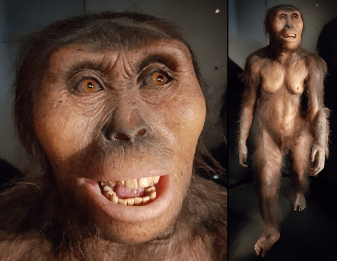 Australopithecus afarensis (MEH)